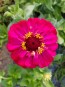 Zinnia 'Candy Cane Mix' 