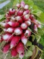 Radish 'French Breakfast'