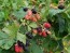 Wild Blackberry Plant