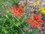 Orange Blackberry Lily