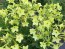 Flowering Tobacco, Lime Green and White Mix