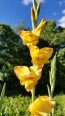 Gladiolus 'Boone F2' 