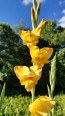 Gladiolus 'Boone' Cormels - Shipping 2025 Spring - Harvested on our Farm - USDA Certified Organic