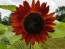 Sunflower 'Red Sun'