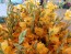 Gladiolus 'Boone' Cormels - Shipping 2025 Spring - Harvested on our Farm - USDA Certified Organic