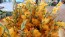 Gladiolus 'Boone' Cormels - Shipping 2025 Spring - Harvested on our Farm - USDA Certified Organic