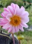 Dahlia, Mixed Colors