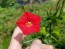 Red Cardinal Climber Morning Glory 