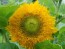 Sunflower 'Teddy Bear'