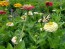 Zinnia 'Candy Cane Mix' 