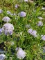 Blue Lace Flower 