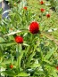 Globe Amaranth ‘Strawberry Fields’