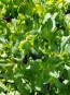 Honeywort AKA Blue Shrimp Plant AKA Blue Wax Flower