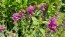 Salvia 'Marble Arch Rose' 