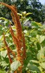 Amaranth 'Hot Biscuits'