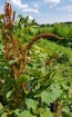 Amaranth 'Hot Biscuits'