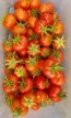 Tomato 'Santorini' 