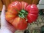 Tomato 'Sicilian Saucer' 