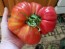 Tomato 'Sicilian Saucer' Plant