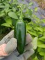 Hot Pepper ‘Jalapeno M’ 