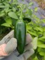 Hot Pepper ‘Jalapeno M’ 