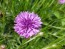 Bachelor's Button 'Polka Dot Mix'