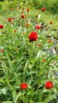 Globe Amaranth ‘Strawberry Fields’