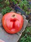 Tomato 'Red Monkey Ass’ 