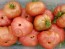 Tomato 'Chocolate Stripes Cross' Seeds (Certified Organic)