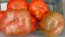 Tomato 'Chloe' 