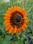 Cape Daisy AKA Monarch of the Veldt ‘Orange Prince’ 