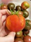 Tomato 'Red Zebra' 