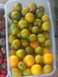 Tomato 'Green Grape' Seeds (Certified Organic)