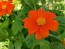 Mexican Sunflower 'Red and Orange Torch Mix' Seeds (Certified Organic)