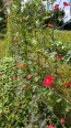 Morning Glory Cardinal Climber Vine