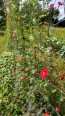 Red Cardinal Climber Morning Glory 