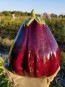 Eggplant 'Black Beauty'