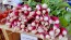Radish 'French Breakfast'