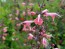 Hummingbird Salvia 'Coral Nymph' 