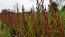 Wheatstraw Celosia ‘Flamingo Feather’