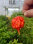 Hot Pepper ‘Carolina Reaper' 