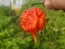 10 Dried Carolina Reaper Pepper Pods Harvested on our Farm, Certified Organic
