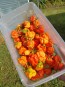 Hot Pepper ‘Carolina Reaper' 