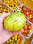 Tomato 'Pineapple Pig' Plant