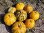 Pumpkin 'Kakai' Seeds (Certified Organic)