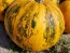Pumpkin 'Kakai' Seeds (Certified Organic)