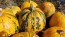 Pumpkin 'Kakai' Seeds (Certified Organic)
