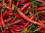Crushed Cayenne Peppers Harvested on our Farm, Certified Organic