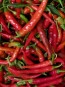 Hot Pepper ‘Long Red Cayenne’
