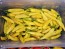 Hot Pepper 'Aji Lemon Drop' Seeds (Certified Organic)